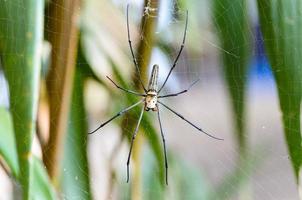 gyllene klot Spindel, nephila pilipes foto