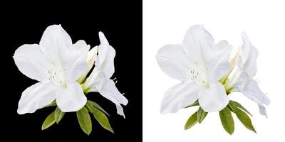 rhododendron moulmeinen krok blommor isolerat på vit och svart foto