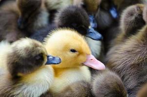 gosling och ankungar för försäljning foto