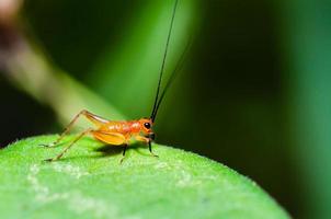 conocephalus melas liten röd ung cricket foto