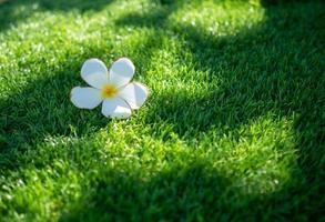 vit blommor och grön artificiell gräs är Begagnade för de bakgrund eller textur. foto