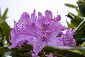 skön lila rhododendron blomma i regndroppar, på en suddig bakgrund. foto