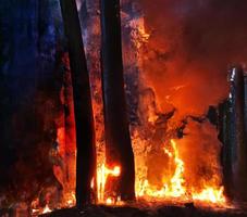 bränt träd efter löpeld, förorening och en massa av rök brand lågor på svart bakgrund, bläs brand flamma textur skog brand, brinnande träd, brand och rök foto