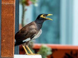 allmänning myna stå på de staket foto