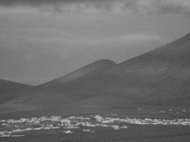 ön lanzarote foto