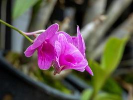 orkidéblomma som blommar i trädgården foto