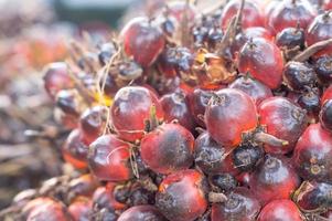 stänga upp av färsk mogen röd olja handflatan frukt på knippa tagen i thailand med selektiv fokus, begrepp av biobränsle eller alternativ energi foto