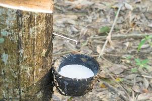 stänga upp Foto av skål fylld förbi naturlig sudd latex knackade eller extraherad från sudd träd i sudd plantage i söder av thailand