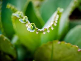 kalanchoe pinnata, vanligen känd som katedral klocka, luft växt, växt av liv, magi blad, goethes växt är en saftig växt inföding till madagaskar foto