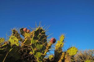 grönt kaktusblad för prickly pear foto