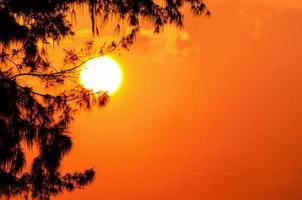 silhuett av de träd och de Sol i en ljus orange gul på solnedgång foto