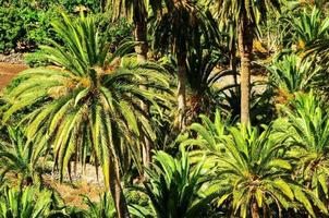 palmer bakgrund foto