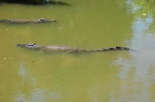vuxen farlig krokodil foto