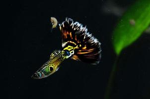 guppy mång färgad fisk foto