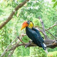 sunda rynkig hornbill i thailand foto