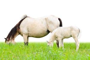vit häst sto och föl i gräs foto