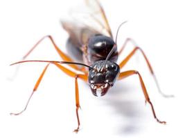 svart snickare myra, camponotus pennsylvanicus foto