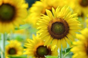 solros eller helianthus livränta i de bruka foto