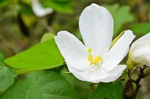 snöig orkide blomma, bauhinia acuminata foto