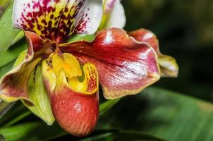 toffel orkide, paphiopedilum exotisk blommor foto