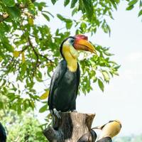 sunda rynkig hornbill i thailand foto