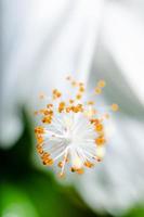 pistill av de vit hibiskus blommor foto
