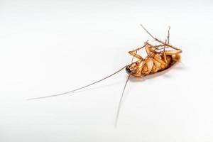 stänga upp kackerlacka död- på vit bakgrund foto
