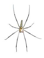 gyllene klot Spindel, nephila pilipes foto