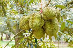 Durian på träd kung av frukt i thailand foto