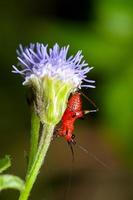 conocephalus melas liten röd cricket foto