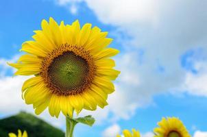 solros eller helianthus livränta på himmel bakgrund foto