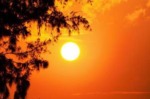 silhuett av de träd och de Sol i en ljus orange gul på solnedgång foto