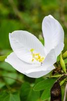 snöig orkide blomma, bauhinia acuminata foto