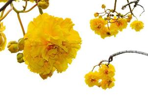 gula blommor av cochlospermum regium på vit bakgrund foto