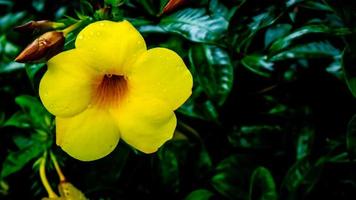 en skön gul manda cathartica blomma foto