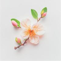 topp se en persika blomma blomma isolerat på en vit bakgrund, lämplig för använda sig av på hjärtans dag kort foto