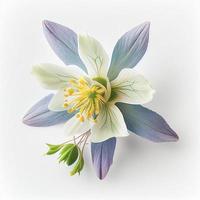 topp se en akleja blomma isolerat på en vit bakgrund, lämplig för använda sig av på hjärtans dag kort foto