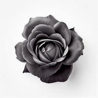 topp se av svart reste sig blomma på en vit bakgrund, perfekt för representerar de tema av hjärtans dag. foto