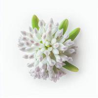 topp se en hyacint blomma isolerat på en vit bakgrund, lämplig för använda sig av på hjärtans dag kort foto