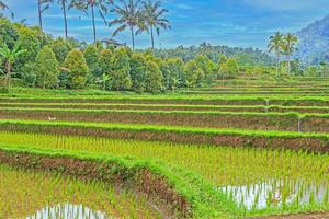 se över typisk ris terrasser på de ö av bali i indonesien foto