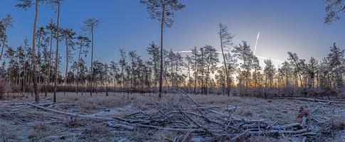 bild av vinter- skog täckt med is i de morgon- på soluppgång foto