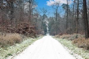 bild av en gångstig genom en vintrig skog foto