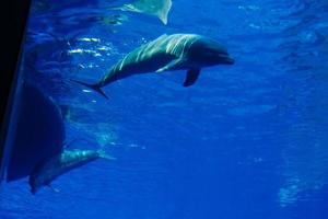 delfiner i en stor blå akvarium närbild foto