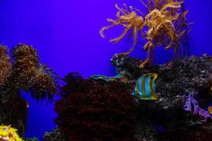 liten färgrik fisk, ljus korall rev i akvarium. under vattnet liv. foto