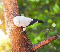 pied kejserlig duva fågel duva på gren träd i natur grön bakgrund foto