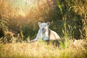 kvinna vit lejon liggande avkopplande på gräs fält safari i de nationell parkera foto