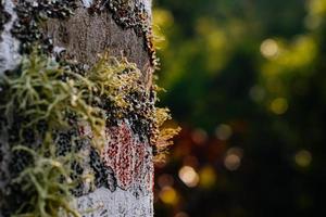 de stor träd trunk var bärnsten harts och de ljus strålade i de mitten av de skog med solljus lysande genom. fossiliserade kasta på bark av en tall träd trunk. foto