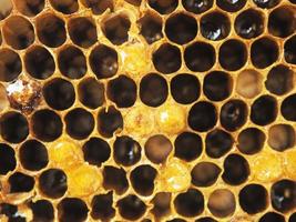 bi och hexagon håll full av honung foto
