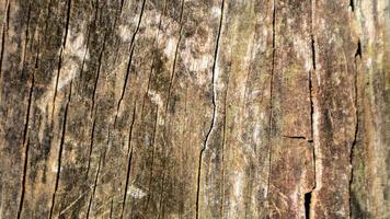 gammal trä textur som en bakgrund foto