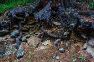 trädrötter och solsken i en grön skog foto